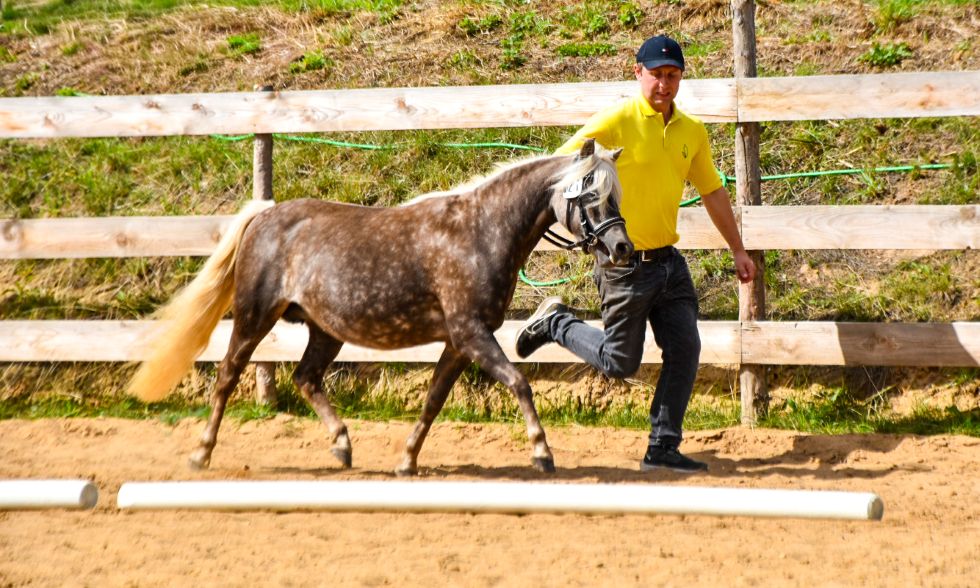 Ia „Ashley von Clus“, Rappsilber, geb. 24.04.2016, 112 cm
Vater: Pr/LH Grande
Mutter: StPrSt Alischia von Clus
MV: Pr/El/BPr/LH Jo-Co‘s KC Coyne Connection
Z./B.: Ralf Grober, 37581 Bad Gandersheim