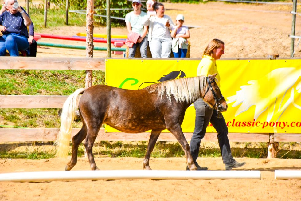 Ic „Best Time von Clus“, Dunkelfuchs, geb. 28.05.2015, 110 cm
Vater: Pr/El./BPr/LH Jo-Co‘s KC Coyne Connection
Mutter: StPrt/ElSt Best von Clus
MV: Billy
Z.: Ralf Grober, 37581 Bad Gandersheim
B.: Anne Borrmann, 38644 Goslar