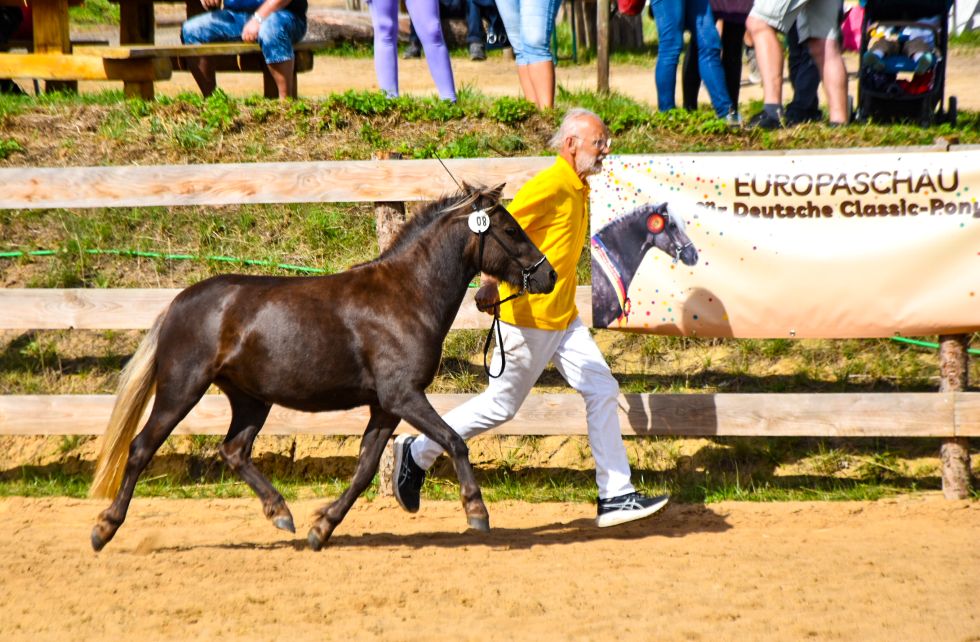 Ic „Fancy vom Schedetal“, Rappsilber, geb. 19.04.2024, 111 cm
Vater: PrH Kara‘s Black Supreme Captain
Mutter: StPr/El/BPr/LS Franka vom Schedetal
MV: PrH Jolly Jumper vom Talhof
Z./B.: ZG Gerda u. Michael Zimmermann, 37127 Scheden