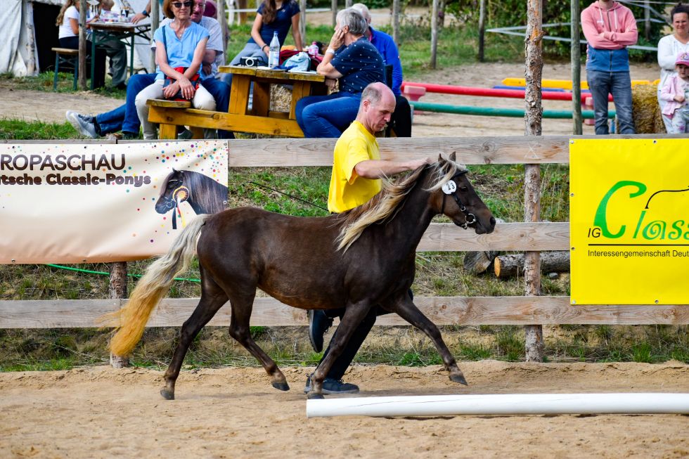 I b „Lindt MK“, Braunsilber *25.04.2015, 108 cm
Vater: Pr/El/BPr/LH Jo-Co‘s KC Coyne Connection
Mutter: StPr/El/LS Lima
MV: El/Pr/FN-LH East-Dikes Joker
Z./B.: ZG Meike u. Klaus Schirmer,37520 Osterode