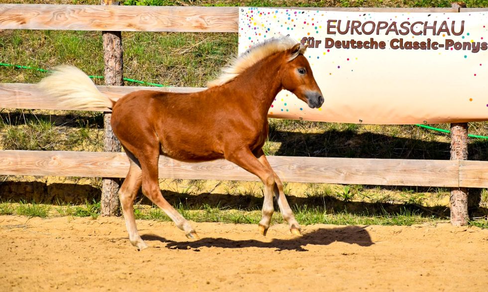 Ic „Milky Way von Clus“, Braunsilber, geb. 23.03.2026
Vater: LH Money Painter Go
Mutter: StPrSt Ashley von Clus
MV: Pr/LH Grande
Z./B.: Ralf Grober, 37581 Bad Gandersheim