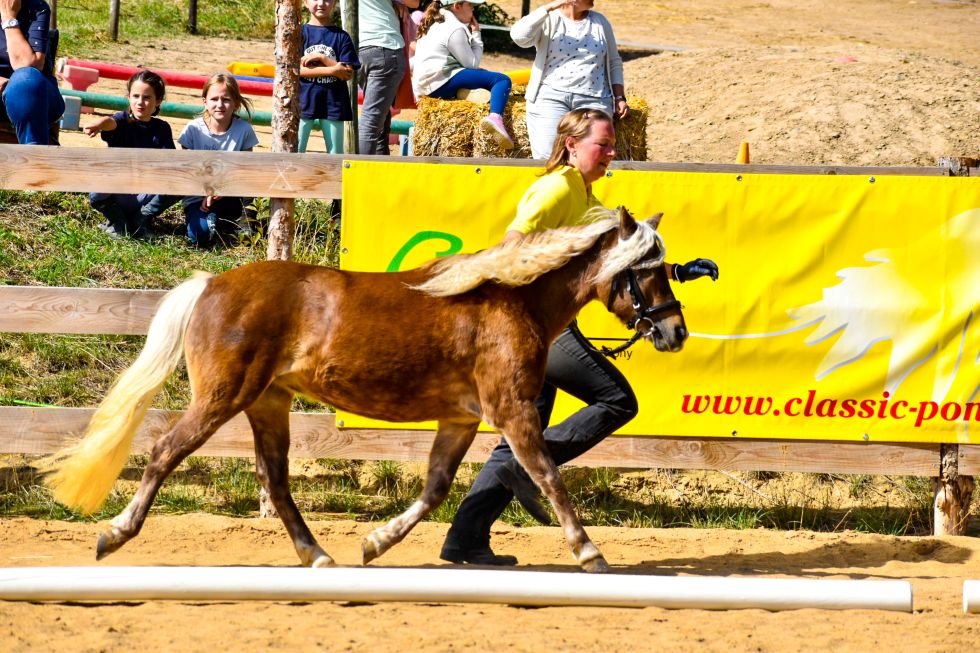 Ib „Haja von Clus“, Dunkelfuchs, geb. 19.04.2012, 112 cm
Vater: Pr/LH Jo-Jo‘s Gold von Clus
Mutter: StPrSt Hespa von Clus
MV: Pr/El/BPr/LH Jo-Co‘s KC Coyne Connection
Z.: Ralf Grober, 37581 Bad Gandersheim
B.: Anne Borrmann, 38644 Goslar