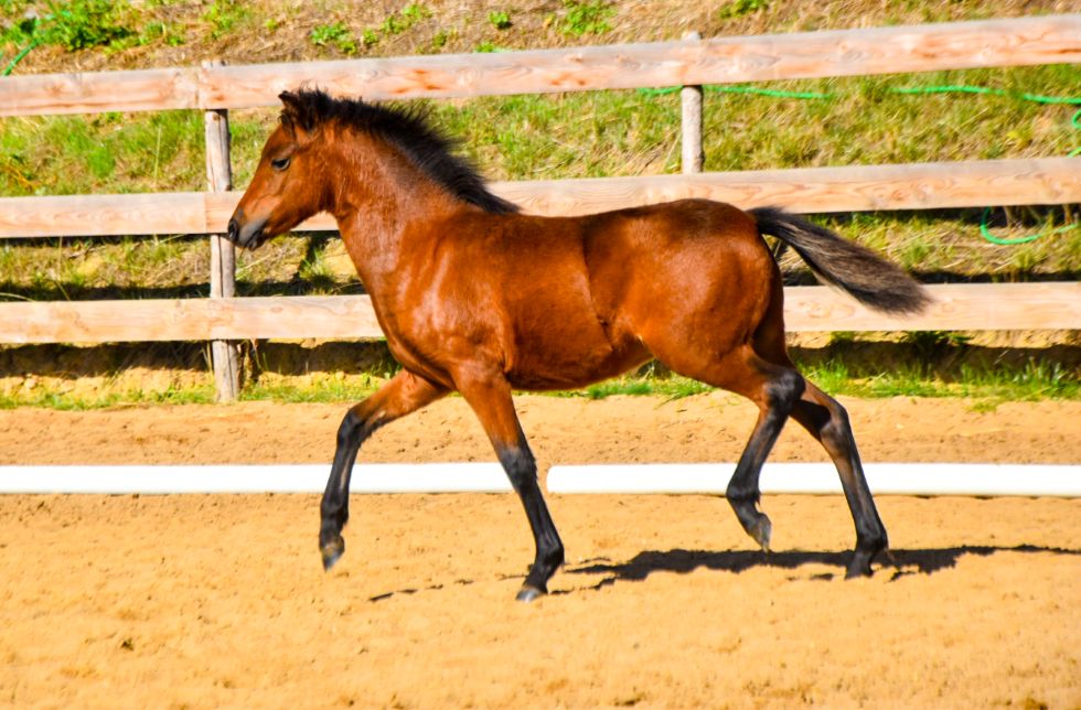 Ib „Hazelnut von Clus“, Braun, geb. 18.04.2026
Vater: LH Money Painter Go
Mutter: PrA Hailey von Clus, MV: Pr/BPr/LH Jaybee von Clus
Z./B.: Dr. Florian Grober,37581 Bad Gandersheim
