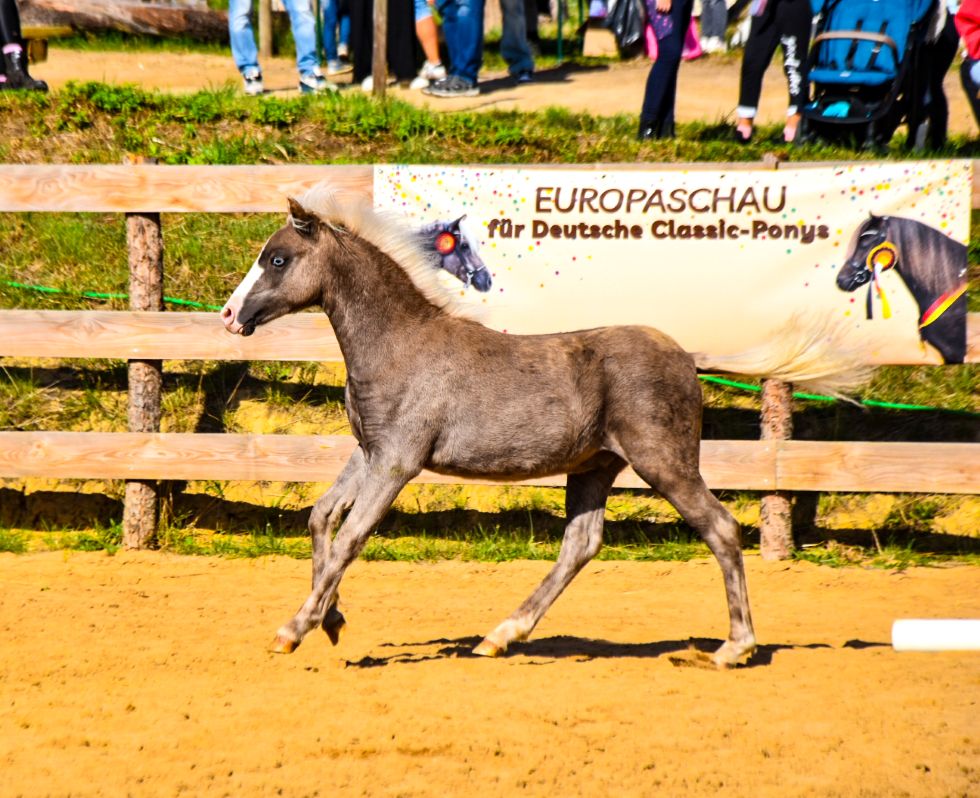 Ia „Maverick vom Schedetal“, Rappsilber, geb. 24.04.2026
Vater: LH Money Painter Go
Mutter: StPrSt/BPrSt/LS Franziska vom Schedetal
MV: Pr/El/BPr/LH Jo-Co‘s KC Coyne Connection
Z./B.: ZG Gerda u. Michael Zimmermann, 37127 Scheden