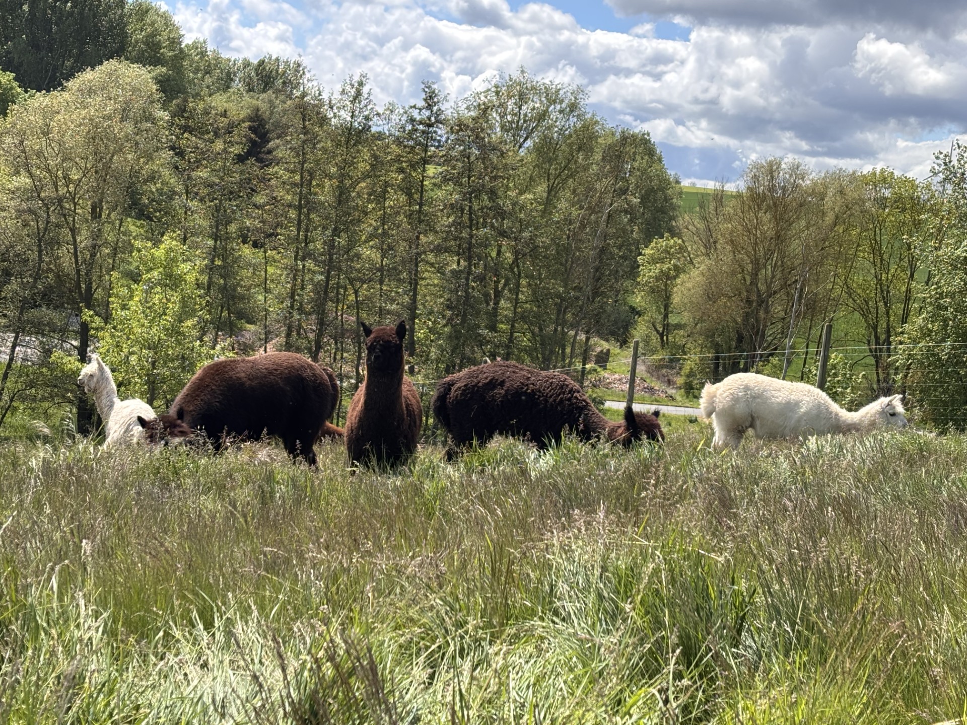 Unsere Alpakawandergruppe